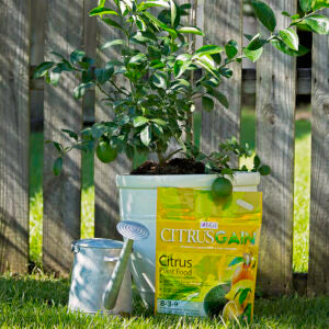 BGI Citrus 8-3-9 Plant Food