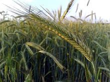 Rymin Rye Grain Seed