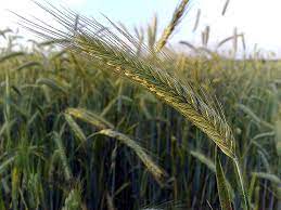 (Backorder Spring 2024) FL 104 Winter Rye Grain Seed - 50 Lbs.