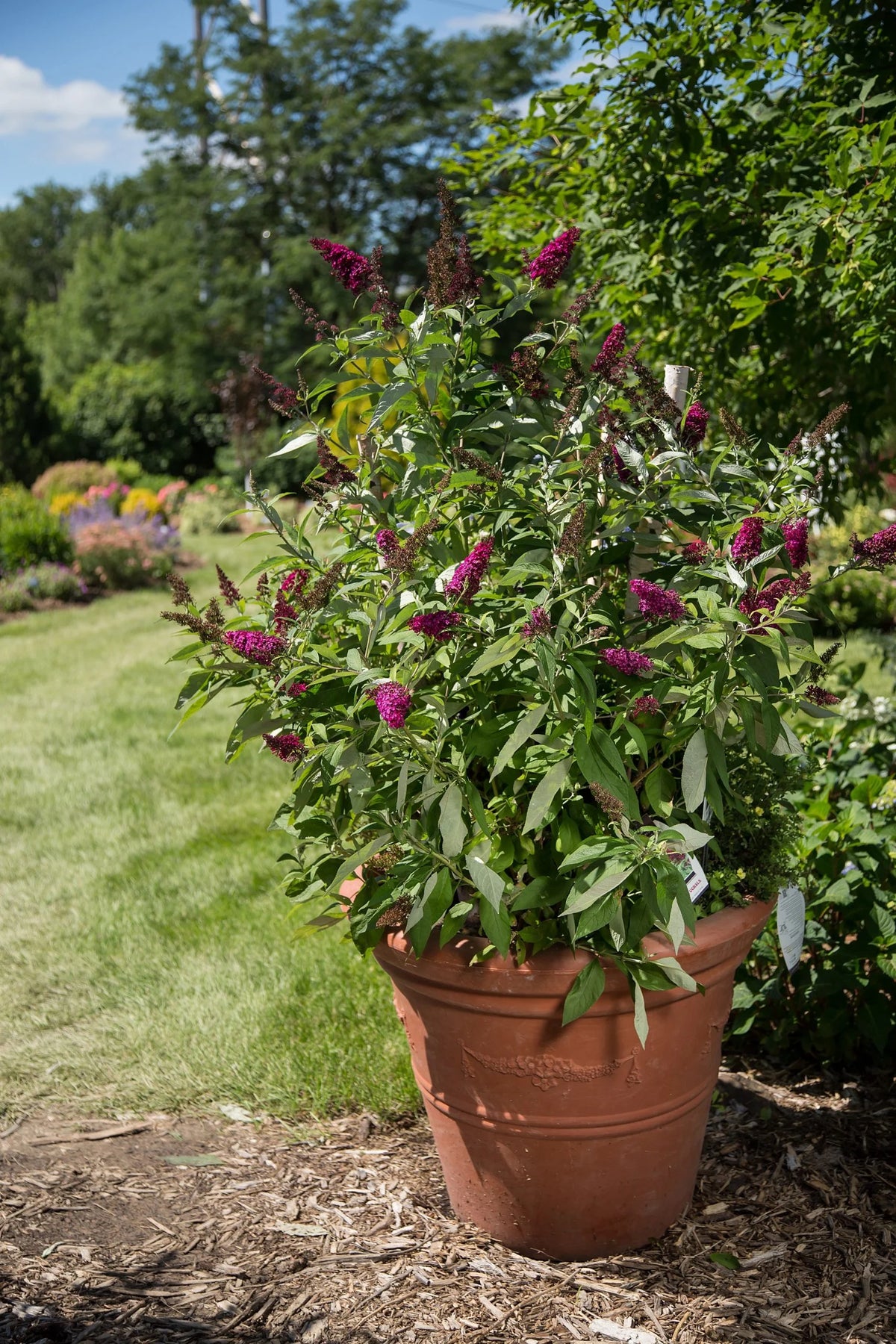 (Backorder Spring 2025) First Editions Buddleia Plant - 2 Gallons