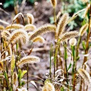 Golden German Foxtail Millet