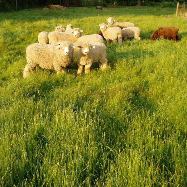 Shiloh II Orchardgrass Seed