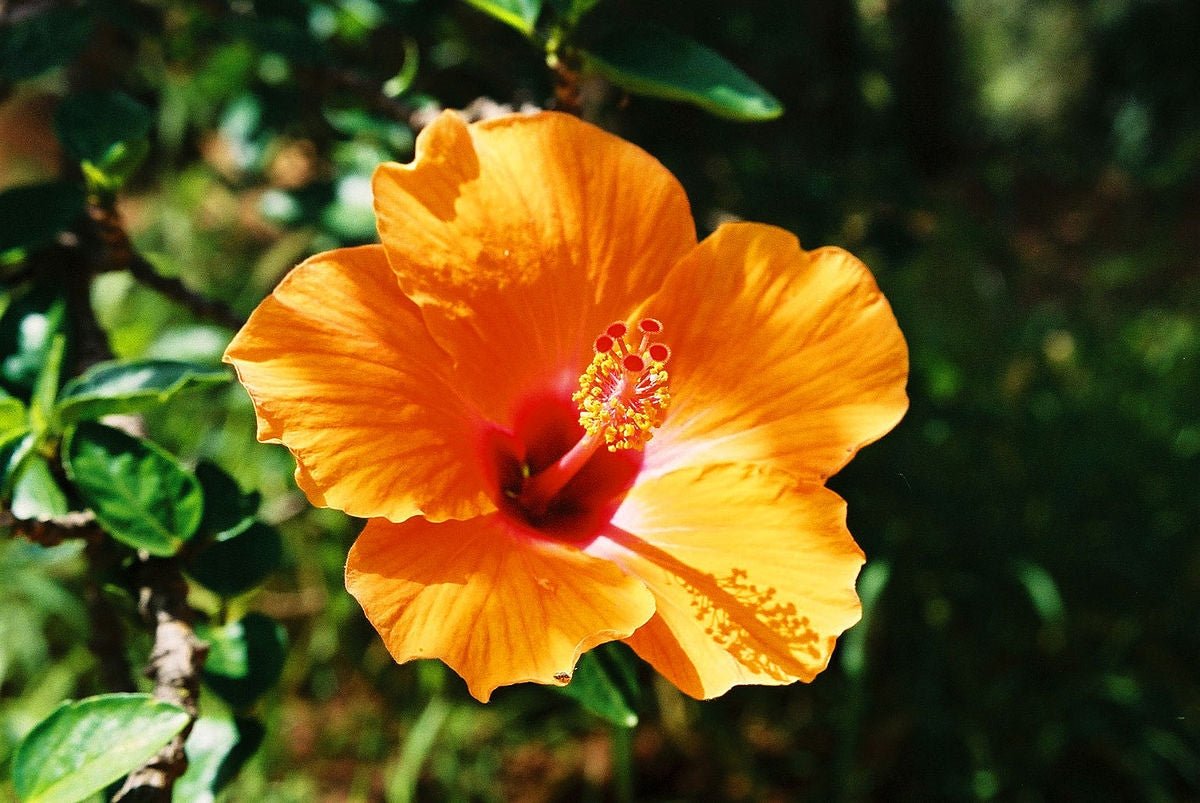 Hibiscus Plant - 1 Gallon - Seed Barn