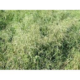 Mojo Crabgrass Seed For Pasture
