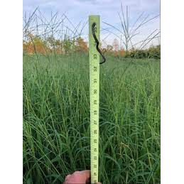 Mojo Crabgrass Seed For Pasture