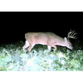 Dwarf Essex Rape Seed