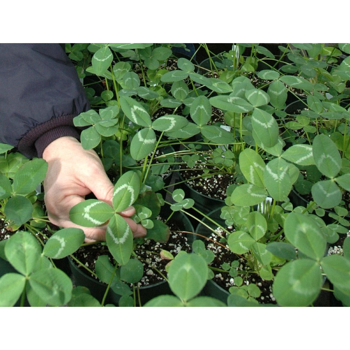 Apache Arrowleaf Clover Seed