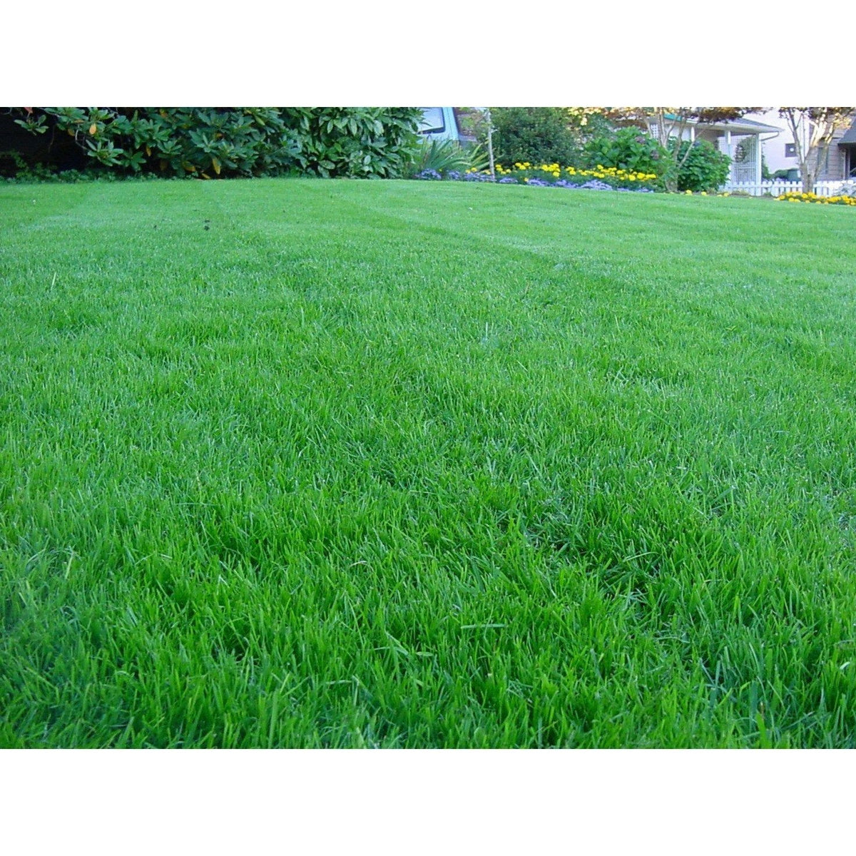 Kentucky Bluegrass Seed