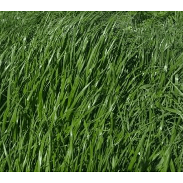 Marshall Pasture Forage Type Ryegrass Seed