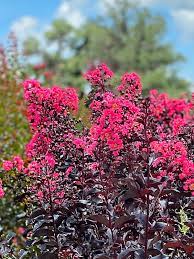 First Editions Midnight Magic Crape Myrtle Plant  - 2 Gallon