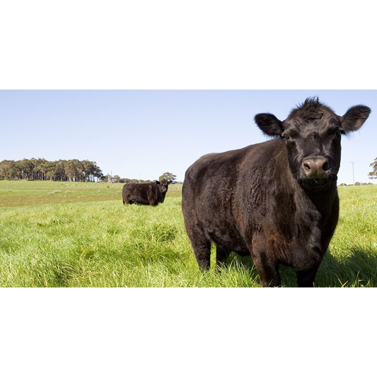 Mojo Crabgrass Seed For Pasture