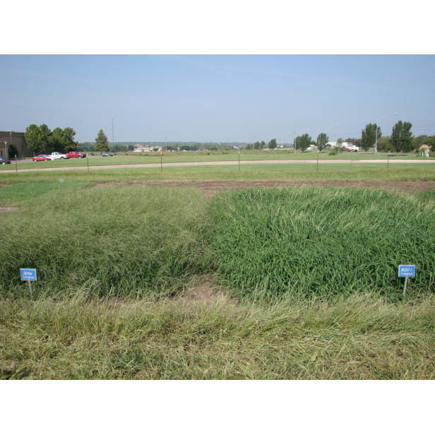 Mojo Crabgrass Seed For Pasture