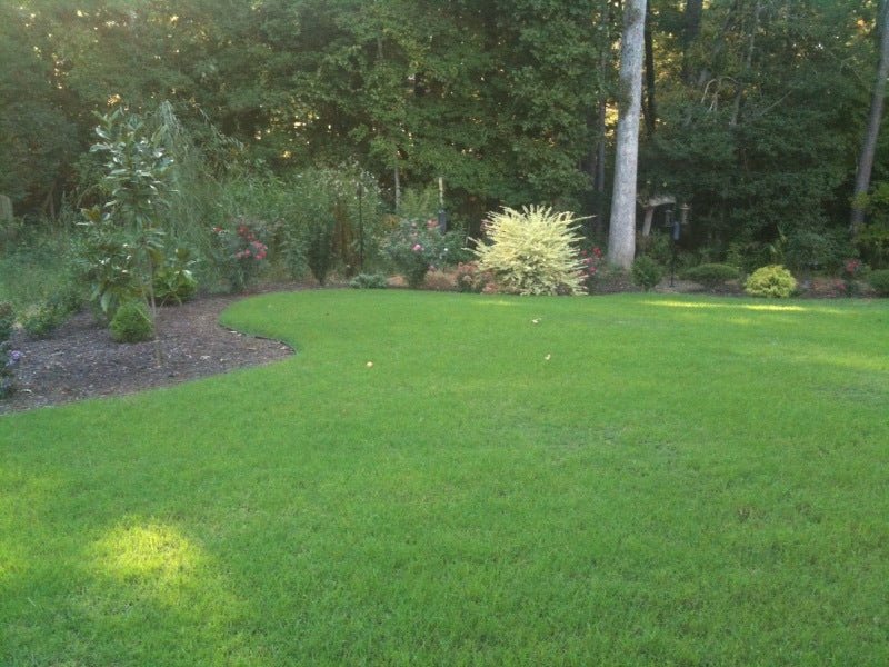(Backorder Till Feb 2026) Blackjack Bermuda Grass Seed