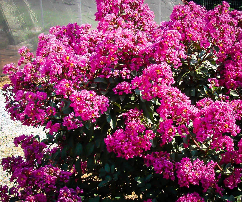 (On Backorder) First Editions Magic Crape Myrtle Plant  - 1 Gallon