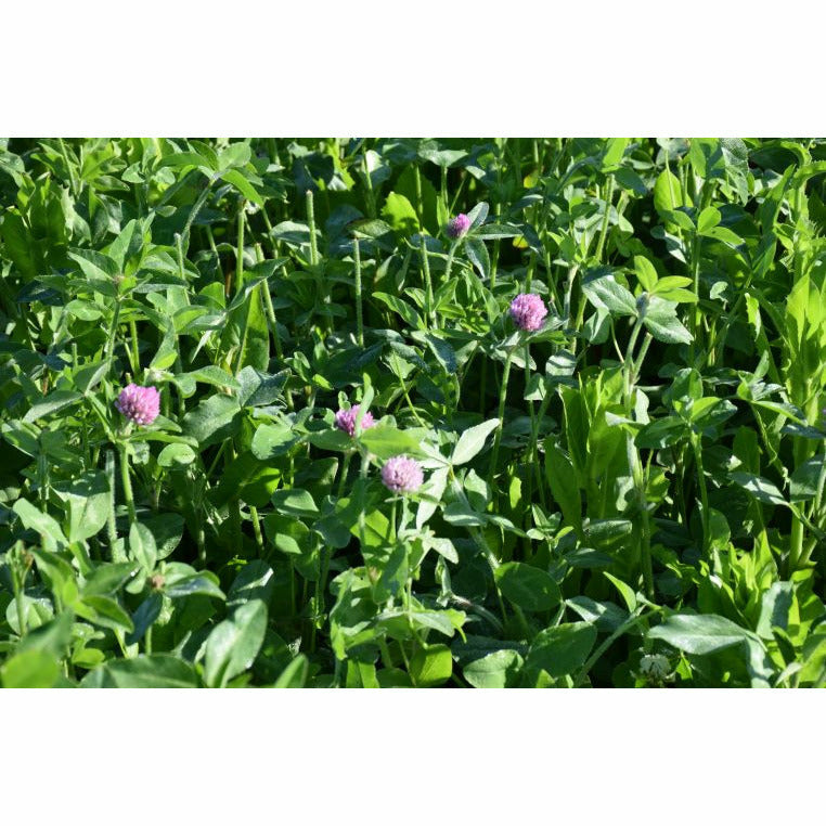 GA-9908 Medium Red Clover Seed