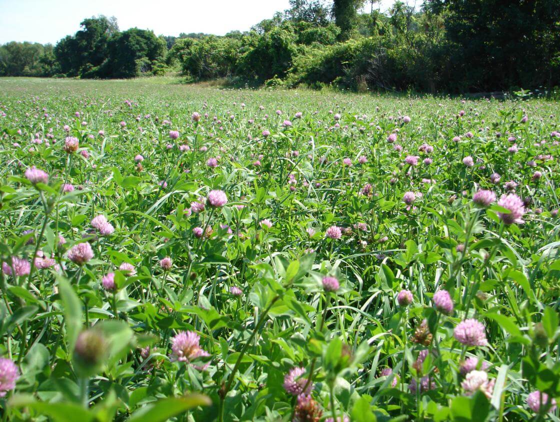 Barduro Red Clover Seeds