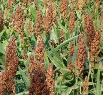 (Bad Harvest 2026) Rox Orange Cane Sorghum Seeds