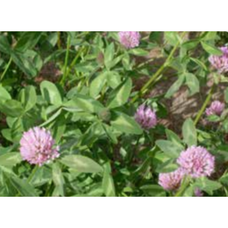 Dynamite Medium Red Clover Seed