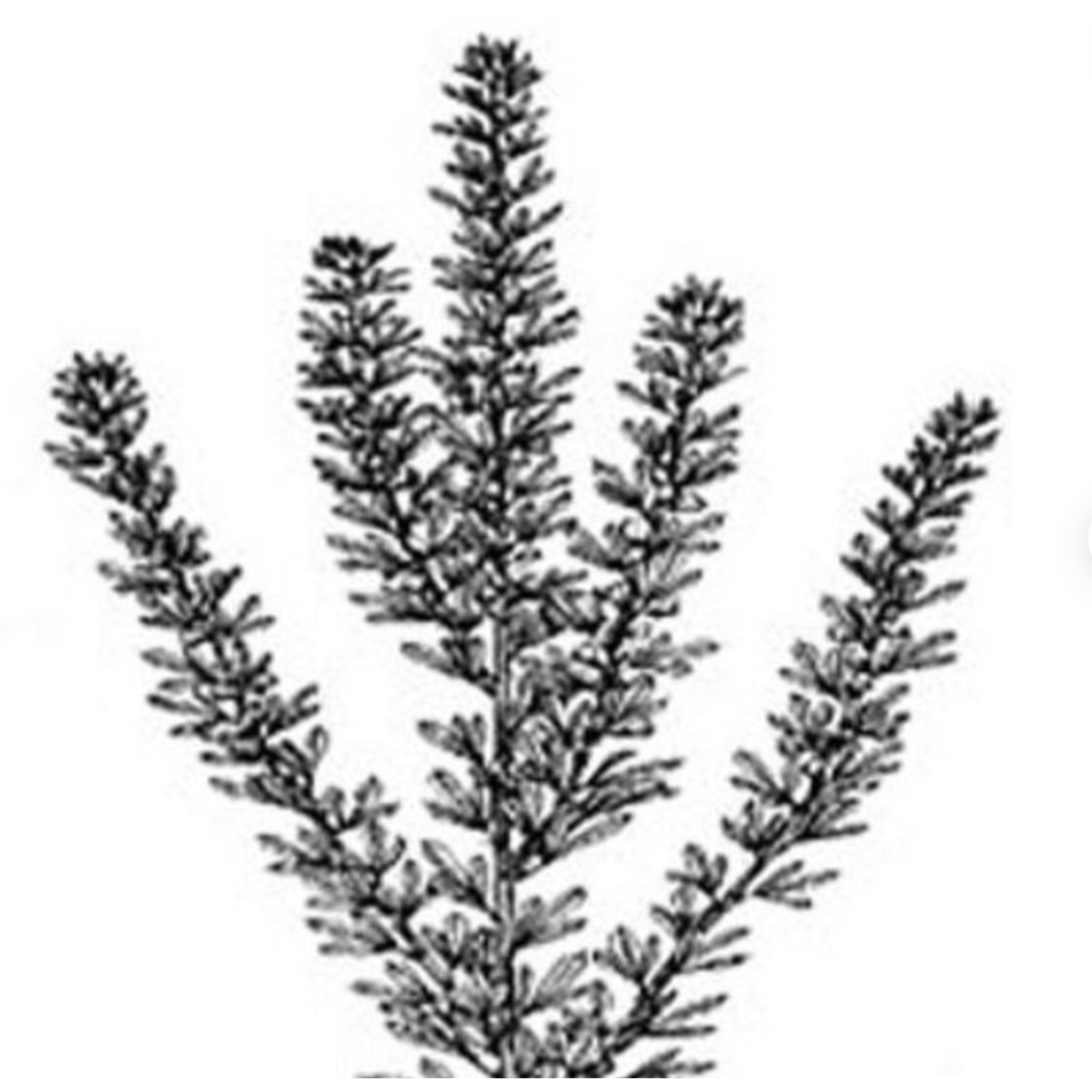 (Backorder FEB 2026) AU Grazer Lespedeza Seed