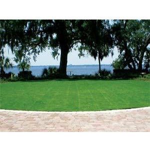 SeaShore Paspalum Grass Seeds "Coated"