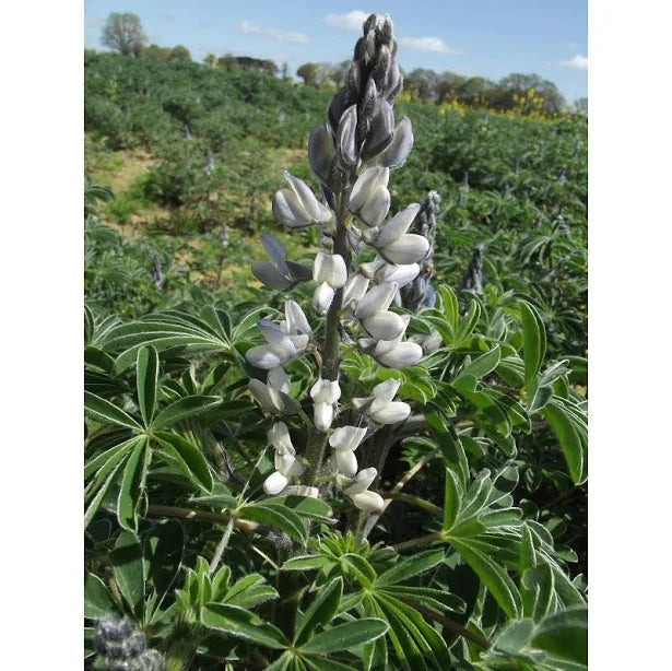 plant lupin seeds Sweet White Lupine Seed