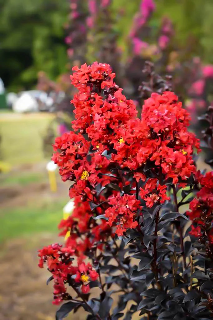 (On Backorder) First Editions Magic Crape Myrtle Plant  - 1 Gallon