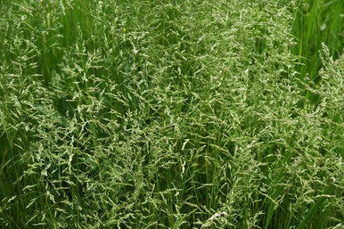 Teton II Endophyte Free Tall Fescue Grass Seeds