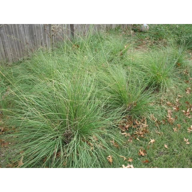 Weeping Lovegrass Seed (Coated)