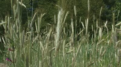 SeedRanch Triticale Seed (Tri 324) - 5 Lbs.