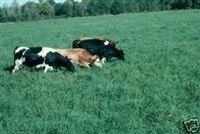 SeedRanch Tifton 9 Bahia Grass Seed (Certified) - 1 Lb.