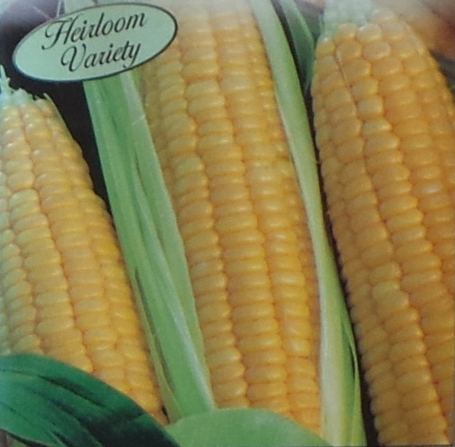 Sweet Corn Kandy Korn Seed Heirloom - 1 Packet