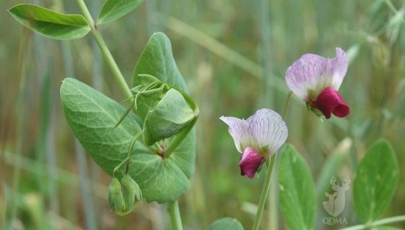 SeedRanch Austrian Winter Pea Seed - 10 Lbs.