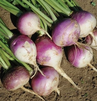 SeedRanch Turnip Seed Purple Top White Globe - 1 Lb.