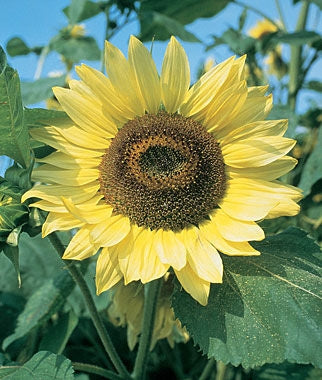 Sunflower Lemon Queen Seed - 1 Packet