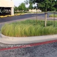 SeedRanch Weeping Lovegrass Seed - 1 Lb.