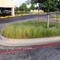 SeedRanch Weeping Lovegrass Seed - 10 Lbs.