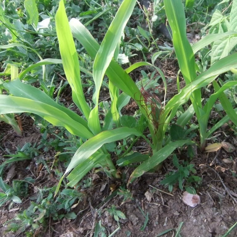 Corn Food Plot Seed ( Dwarf ) - 50 Lbs.