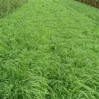 Teff Grass Seed - 20 Lbs.