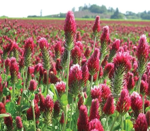 SeedRanch Crimson Clover Seed Coated - 1 Lb.