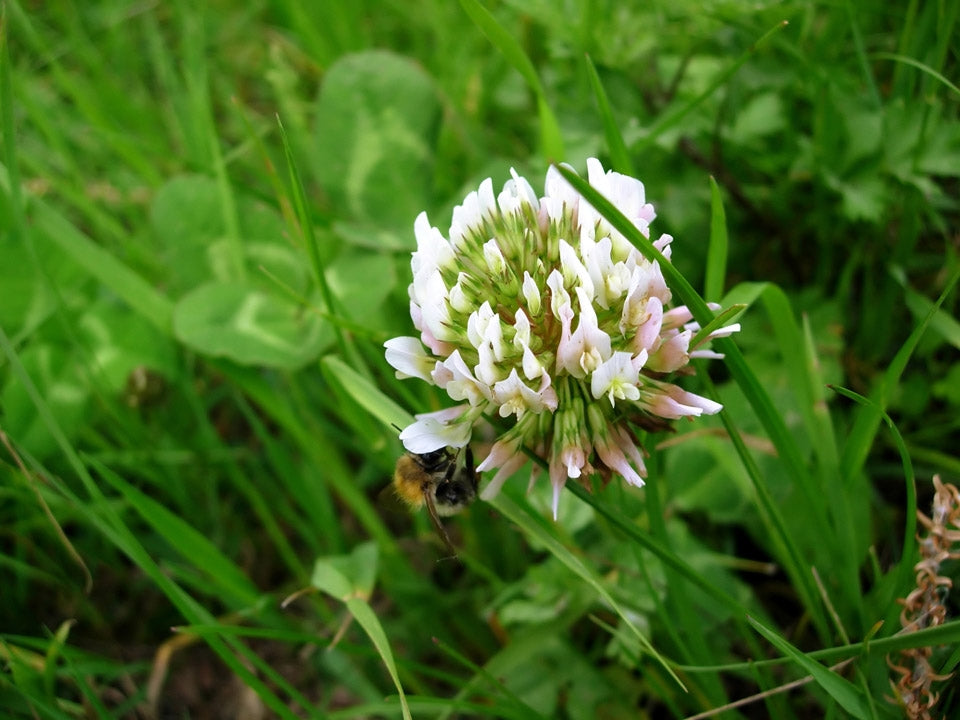 White Dutch Clover Seed Nitro Coated & Inoculated- 20 Lbs.