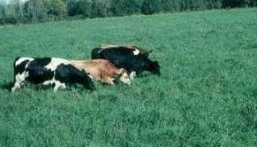 Tifton 9 Bahia Grass Seed (Certified) - 40 Lbs.