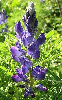 SeedRanch Sweet Blue Lupine Seed - 15 Lbs.