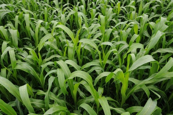 Sorghum Sudangrass Sugar Grazer II Seed - 1 Lb.