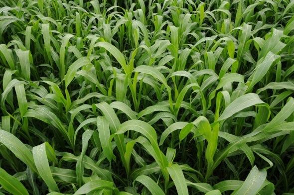 Sorghum Sudangrass Sugar Grazer II Seed - 50 lbs.