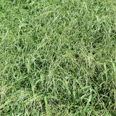 Red River Crabgrass Seed - 10 Lbs.