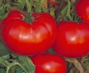 Tomato Delicious Seed Heirloom - 1 Packet