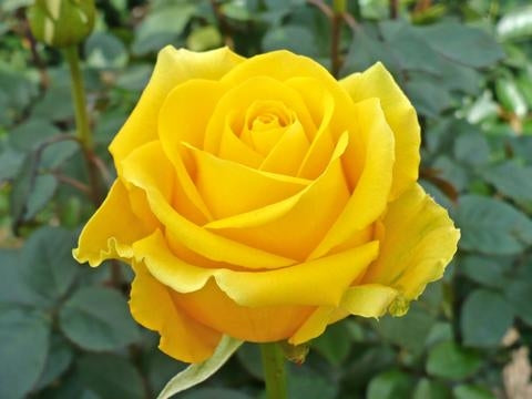 Rose Duet (Multi-Colored) - 2.25 Gallon