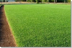 SeedRanch Perennial Ryegrass Seed - 5 Lbs.