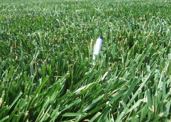 Rendition Turf-type Tall Fescue Grass Seeds - 50 lbs.