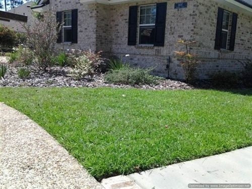 SeedRanch Centipede Grass Seed (Raw)  - 1 Lb.